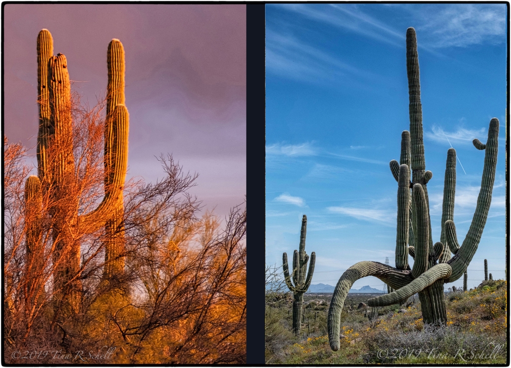 2 living cholla cacti vs 1 dead cactus