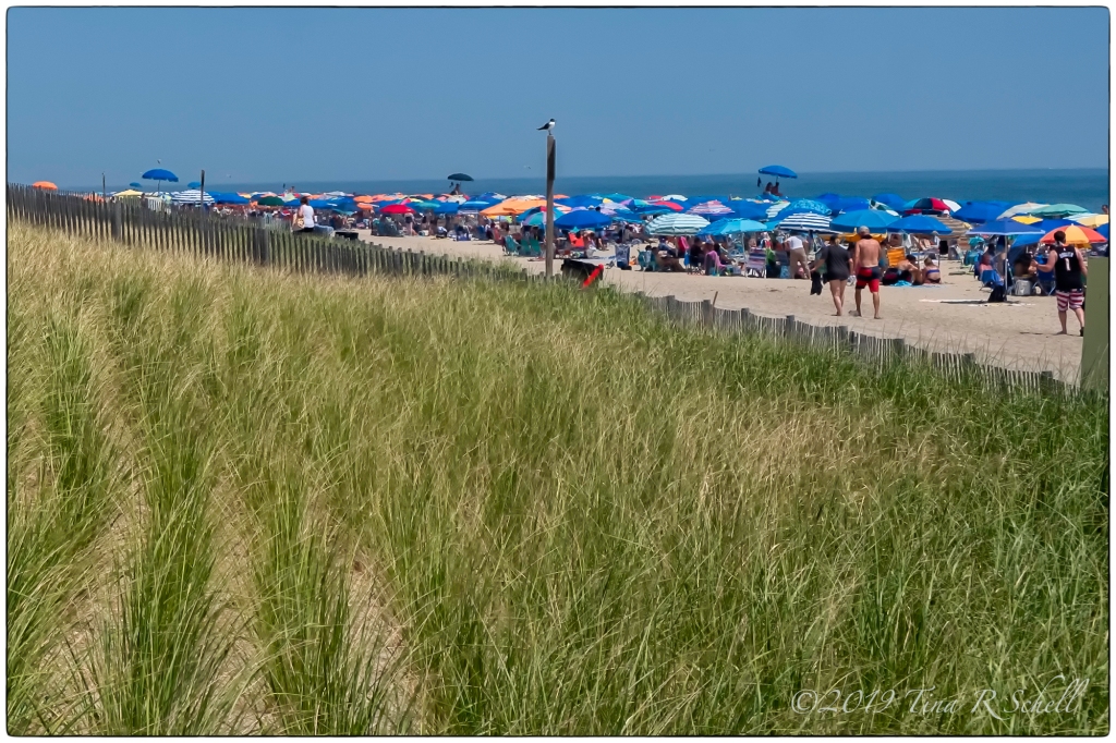 beach crowded with umbrellas