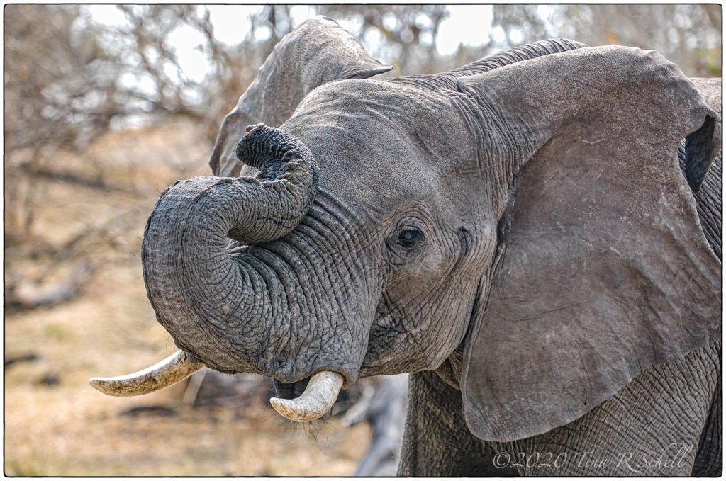 elephant, Africa
