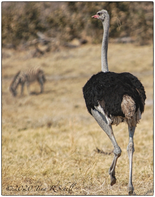 ostrich, africa