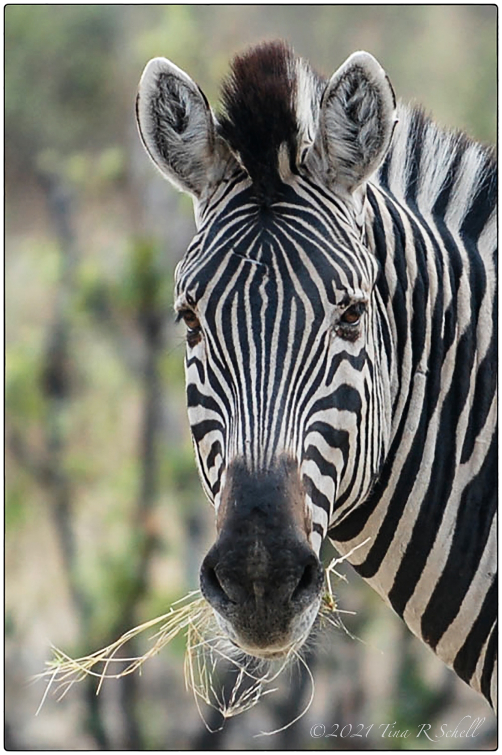 zebra close-up