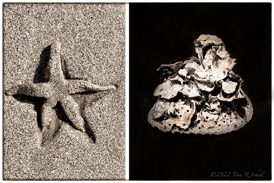starfish, seashells, sculpture, Kiawah