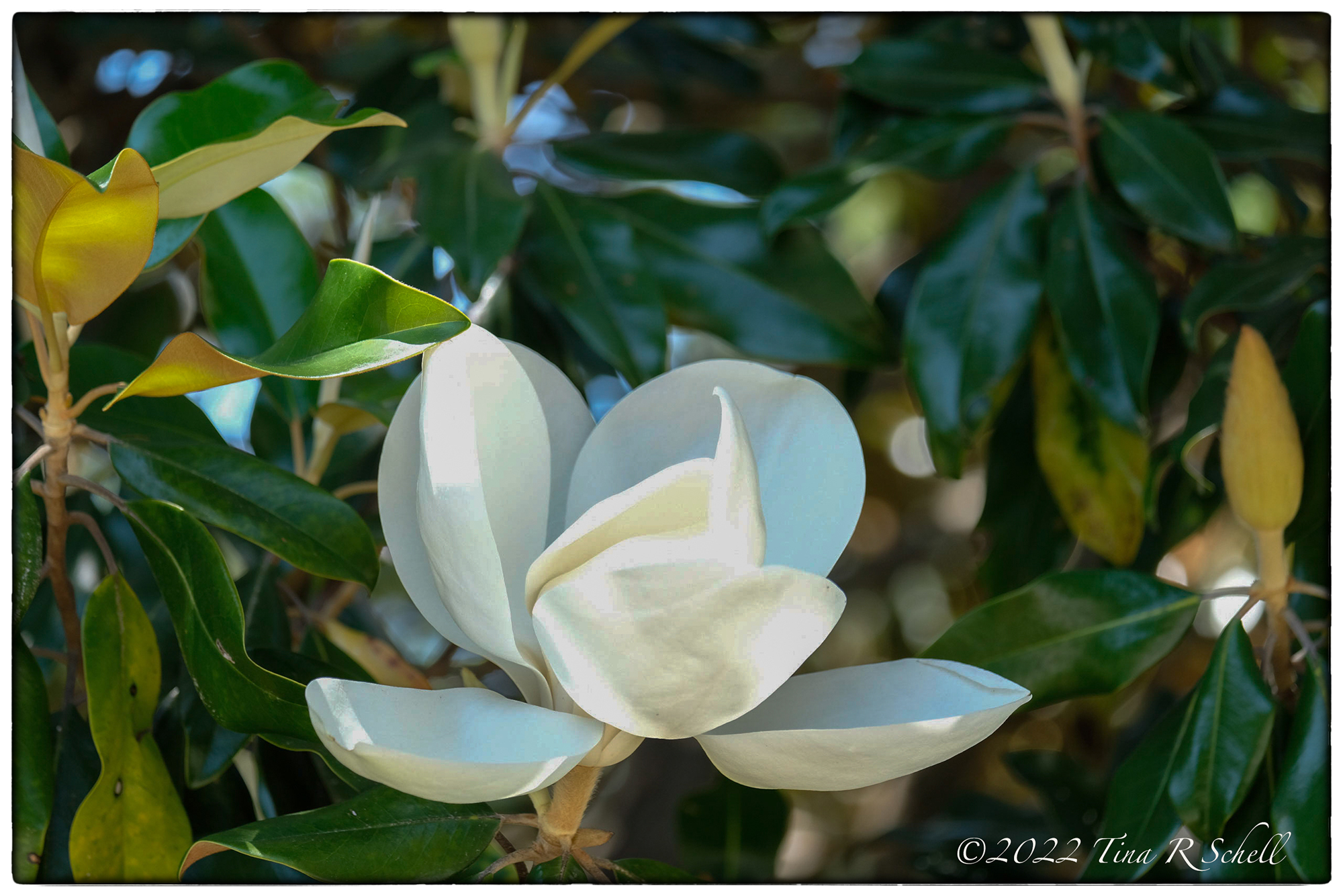 magnolia, flower, white, leaves
