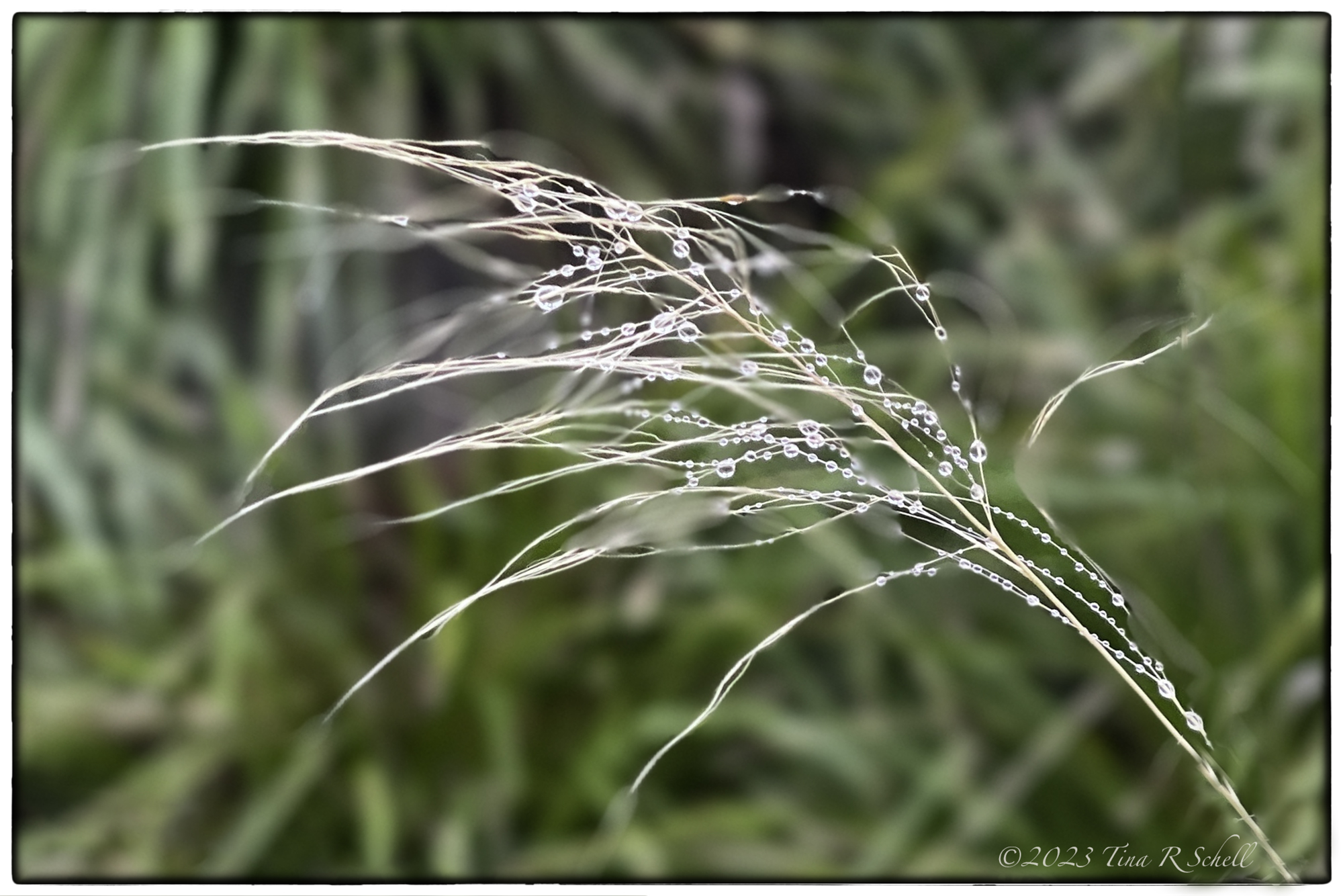 droplets, sweetgrass, branch