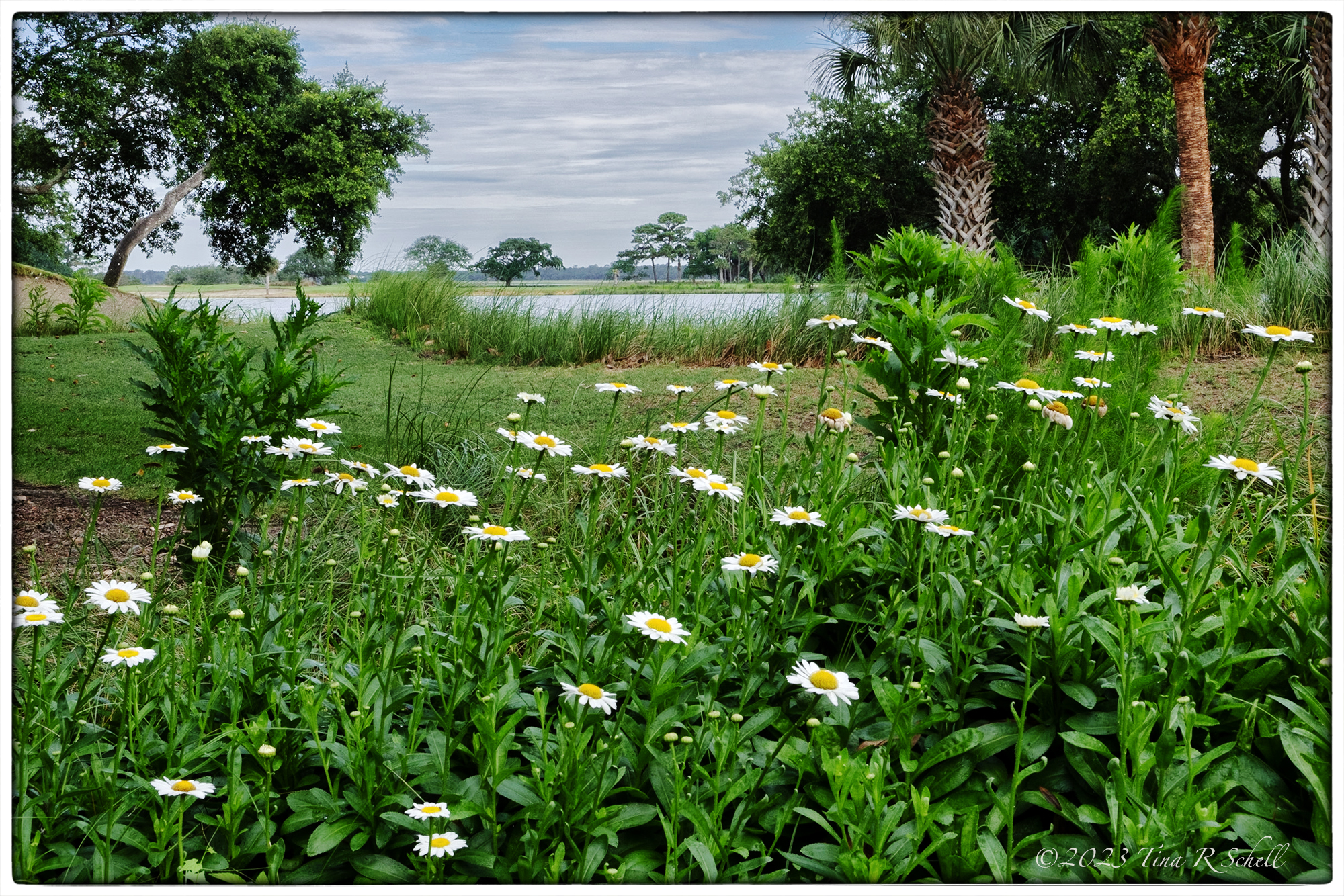 kiawah, daisies, river, spring